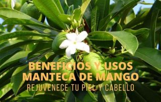 Manteca de Mango Propiedades, Beneficios Y Usos