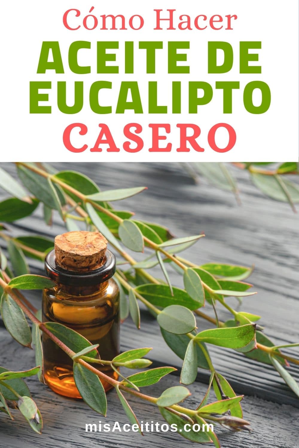 Aprende cómo hacer aceite esencial de eucalipto.